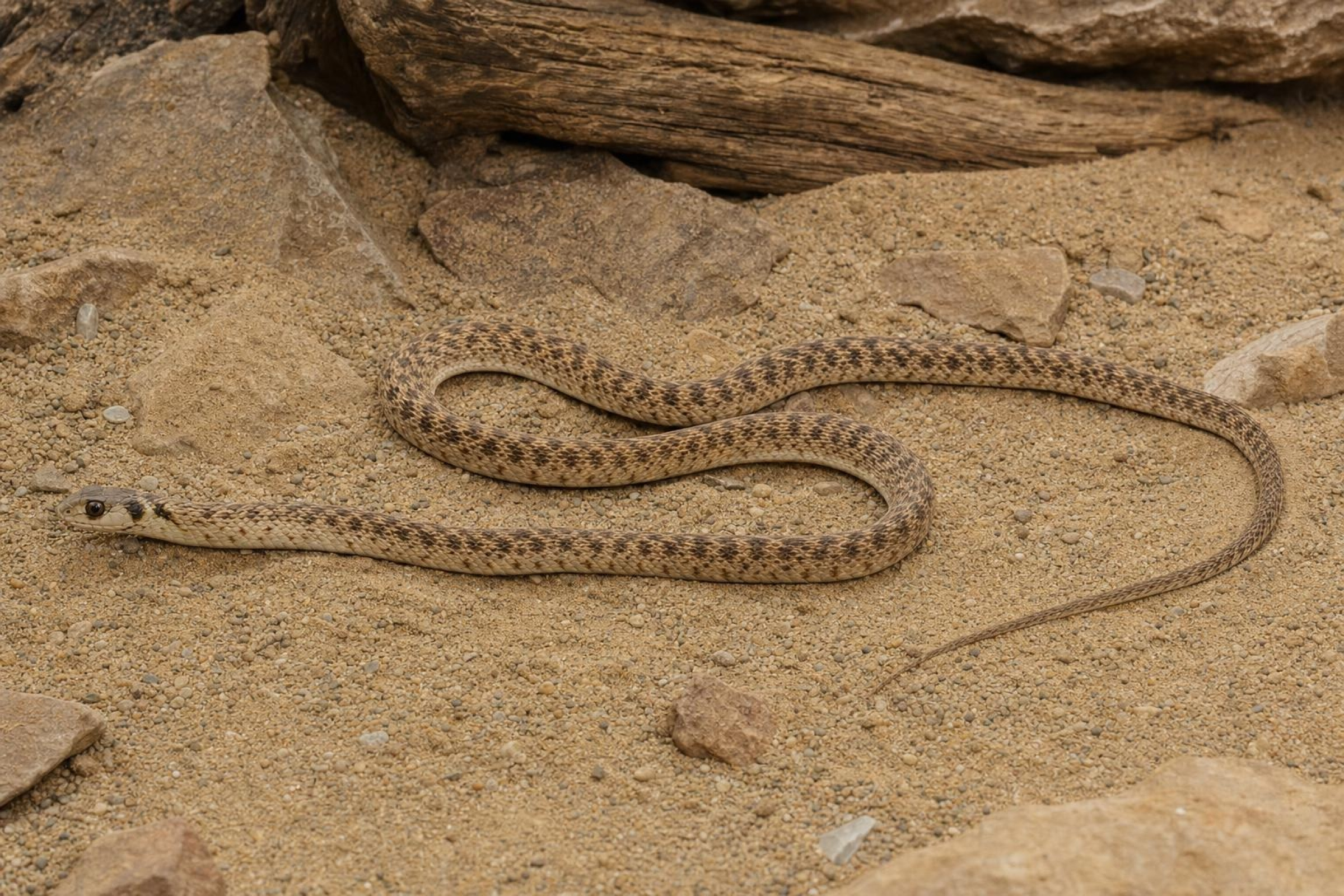 Moilanatter, Malpolon moilensis