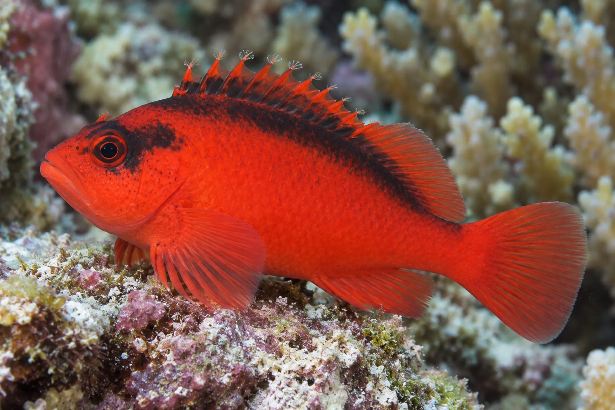 Feuer Korallenwächter, Neocirrhites armatus