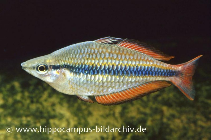 Juwelen-Regenbogenfisch, Melanotaenia trifasciata