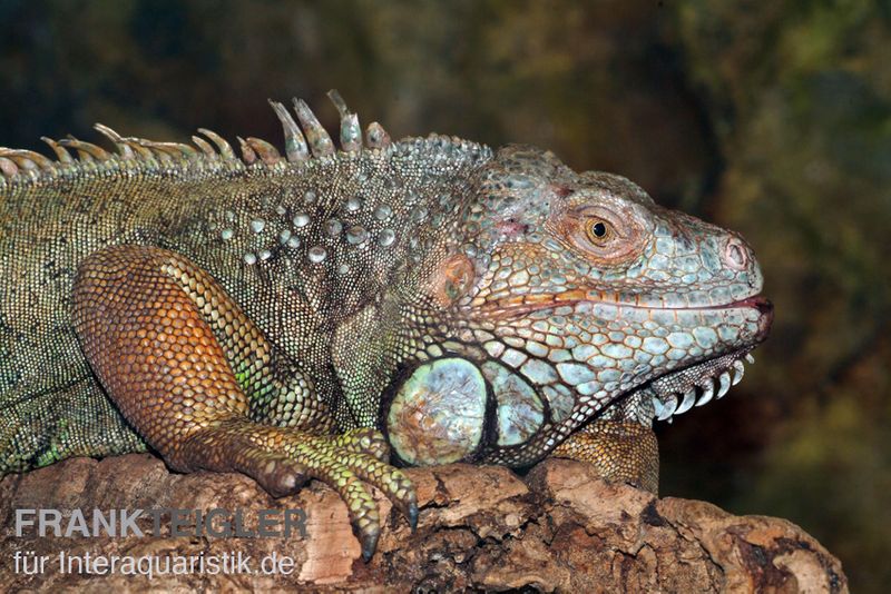 Grüner Leguan, Iguana iguana