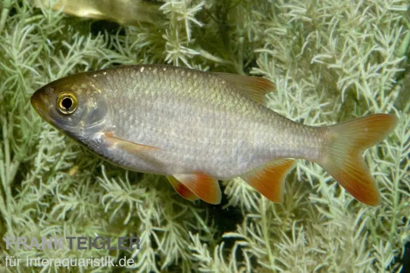 Rotfeder, Scardinius erythrophthalmus, 7-10 cm (Kaltwasser)