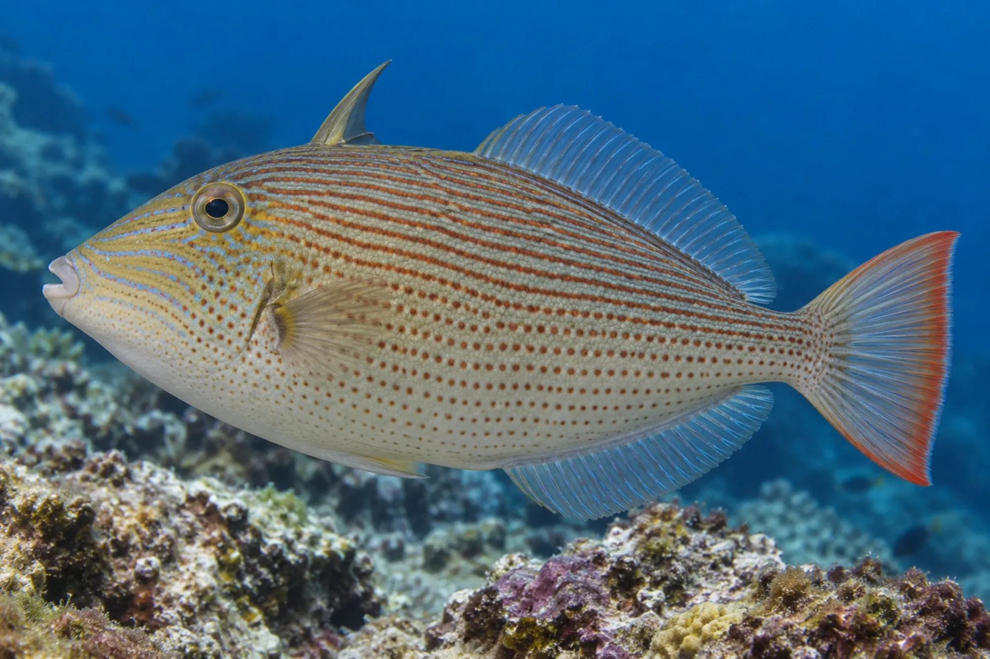 Gestreifter Drückerfisch, Xanthichthys lineopunctatus