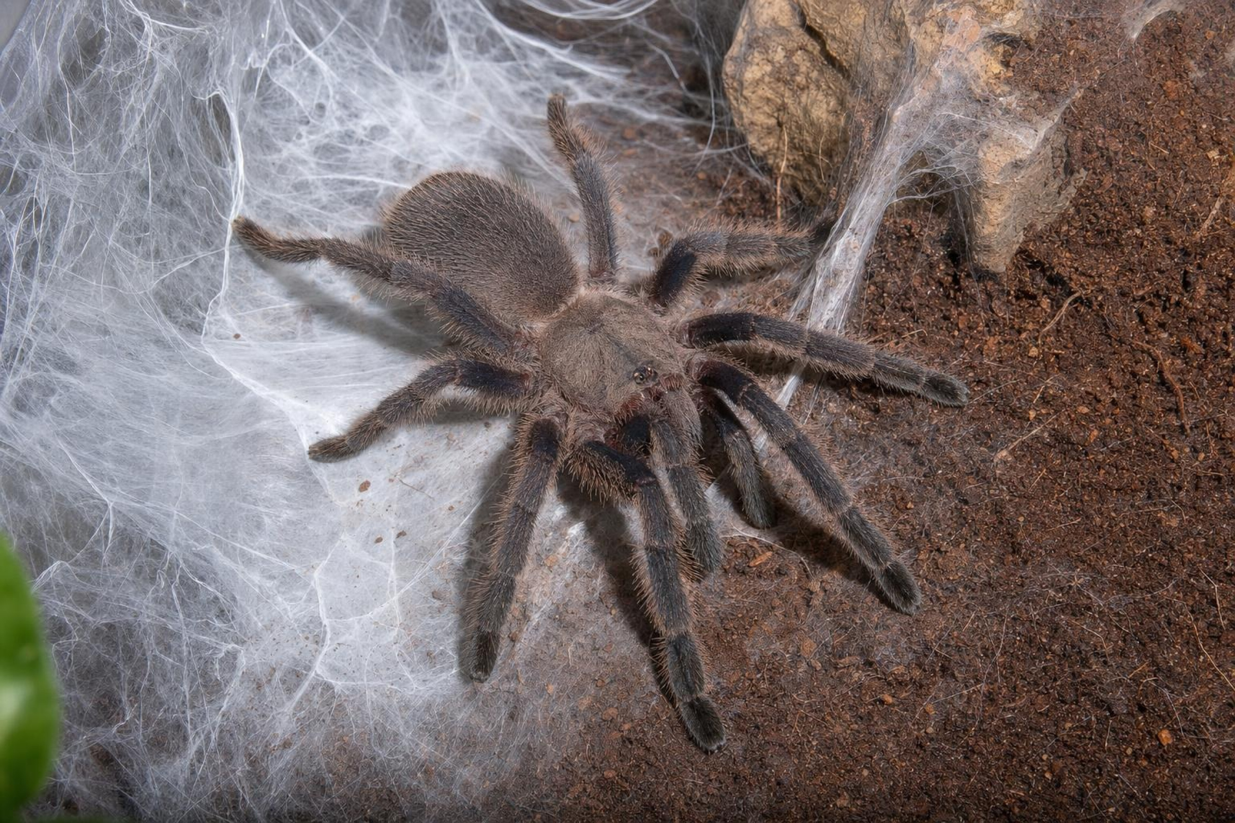 Kaeng-Krachan-Vogelspinne, Chilobrachys kaeng krachan