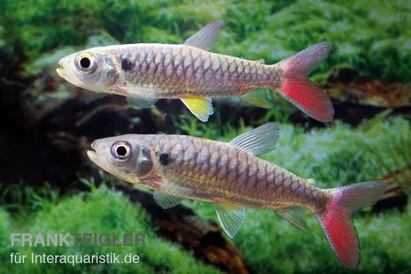 Rotflossen-Glanzsalmler, Chalceus erythrurus, 5-6 cm