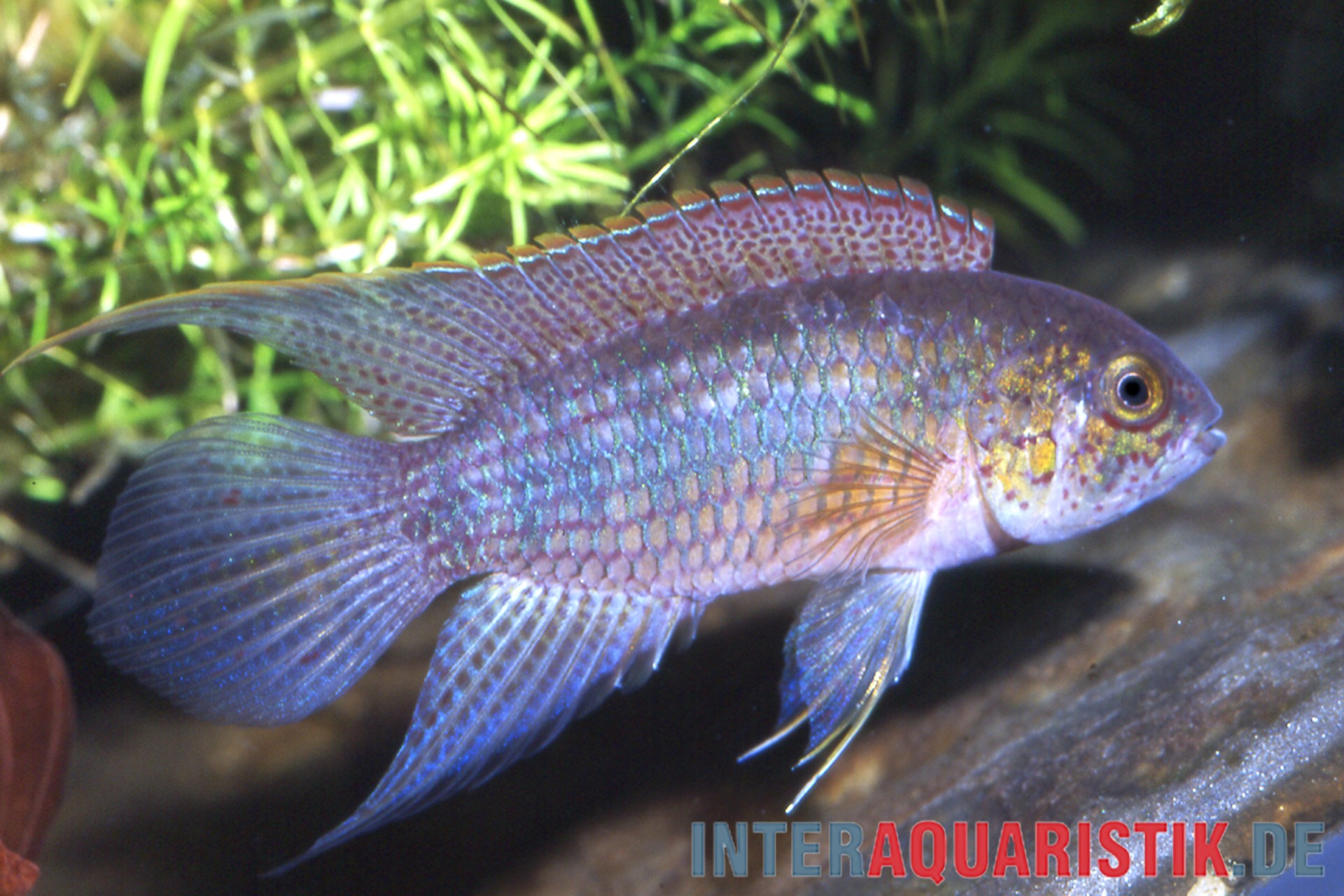 Goldkopf-Zwergbuntbarsch, Nannacara aureocephalus