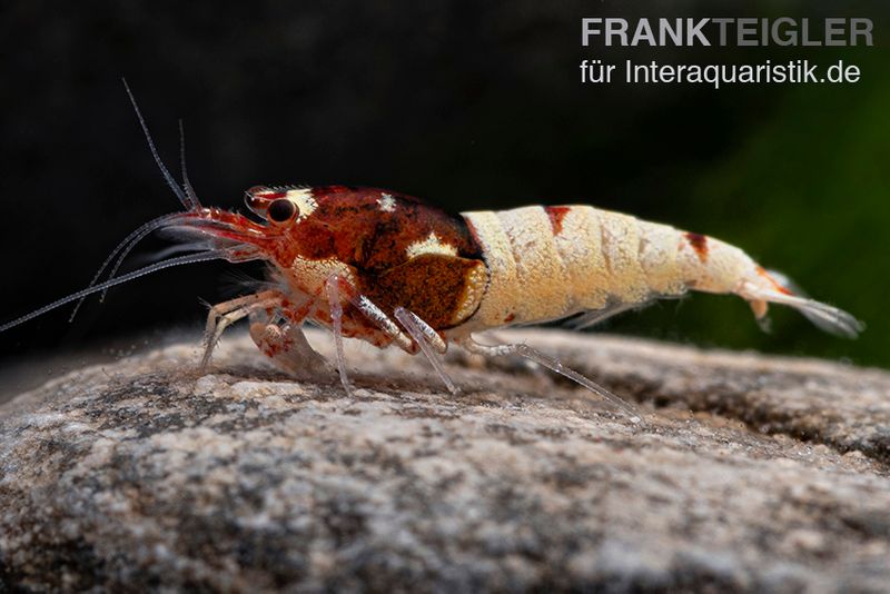 Red Pinto Garnele Mix, Caridina spec. Red Pinto Taiwan