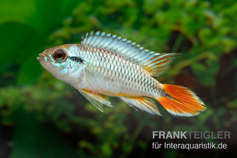 Alenquer-Zwergbuntbarsch, Apistogramma agassizii "Alenquer Red Tail", paarweise