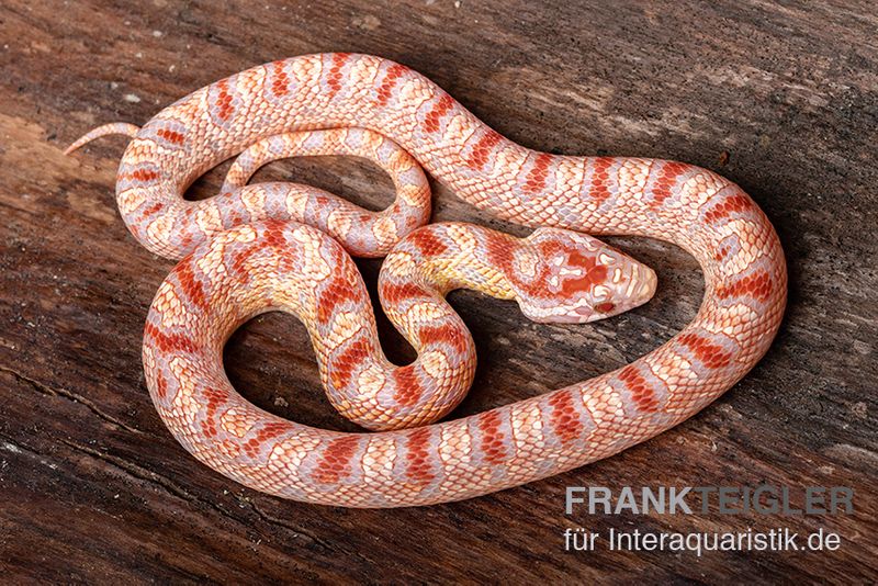 Kornnatter, Pantherophis guttatus SUPER AMEL