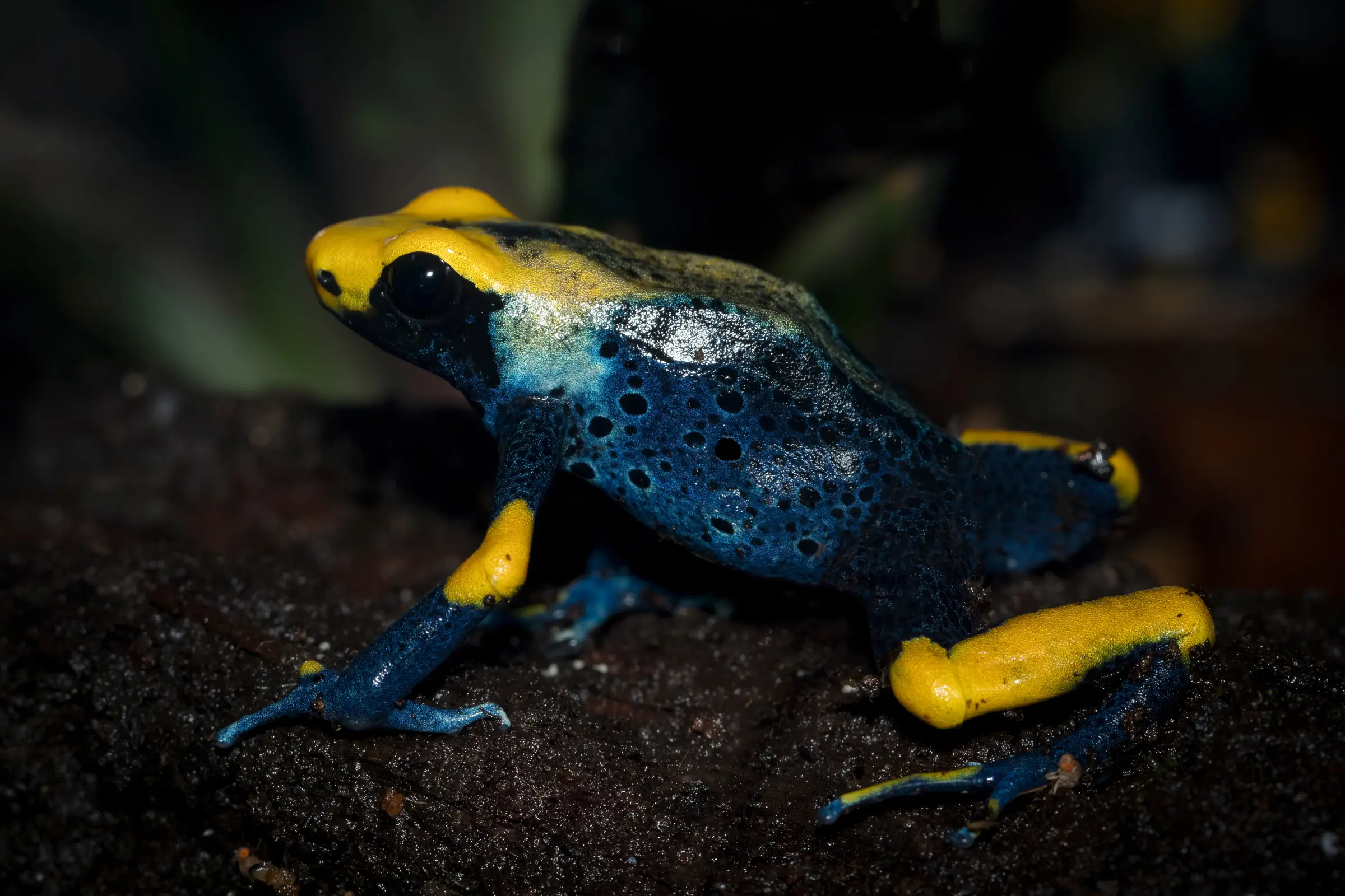Färberfrosch Tumucumaque, Dendrobates tinctorius
