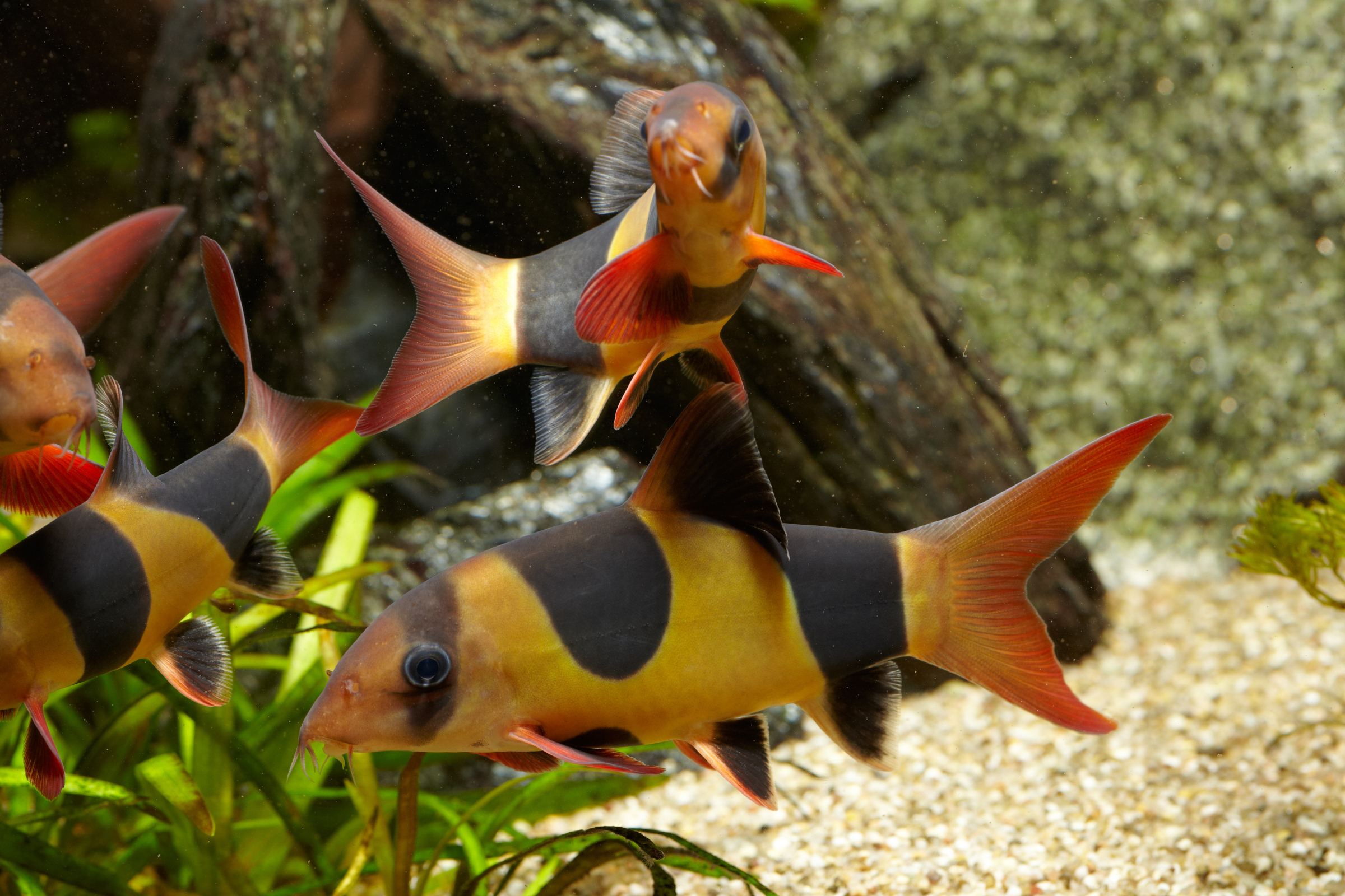 Drei bunte Clownwelse schwimmen vor Wasserpflanzen