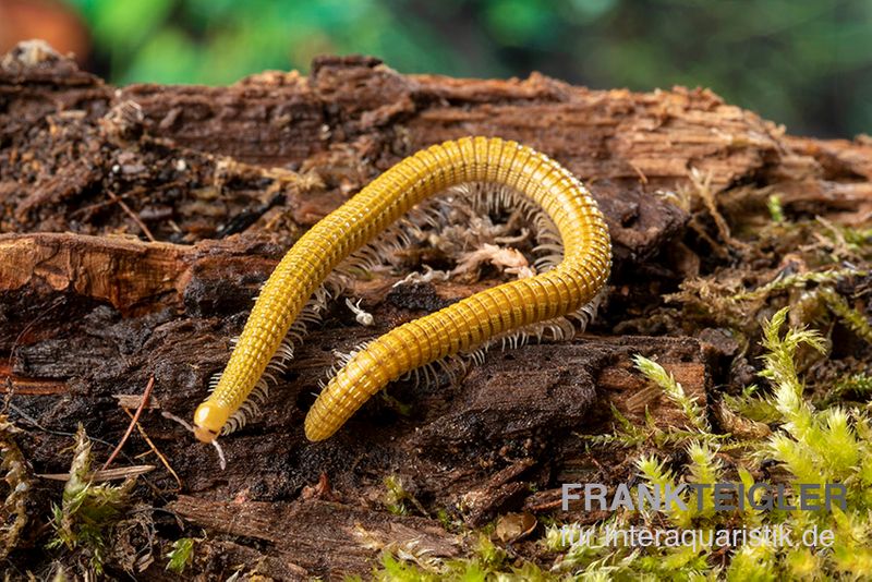 Golden-Cave-Tausendfüßer, Spiroboulus sp. “Golden Cave”