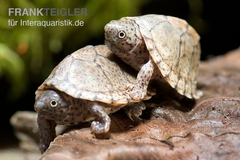 Dach-Moschusschildkröte, Sternotherus carinatus