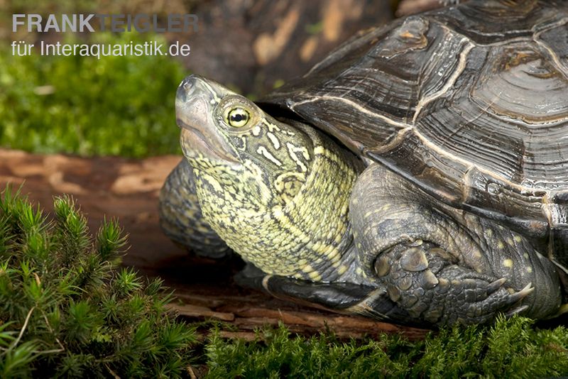 Chinesische Dreikielschildkröte, Mauremys reevesii