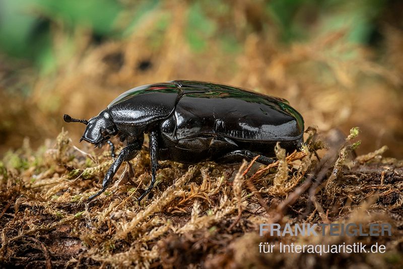 Schwarzer Rosenkäfer, Diplognatha gagates