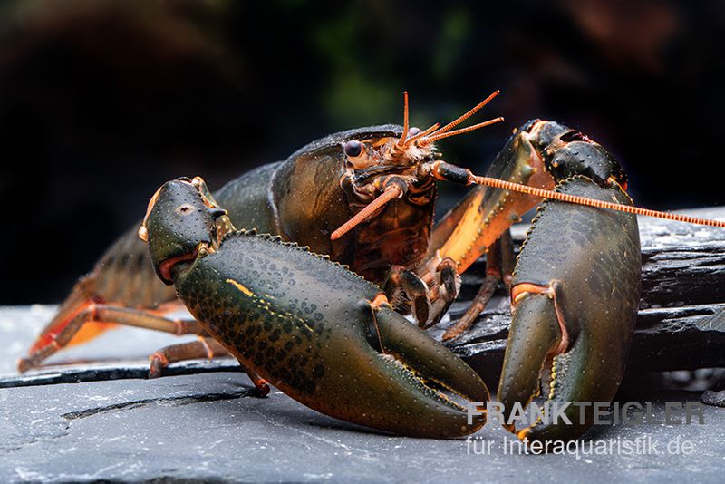 Cherax sp. Black Scorpion