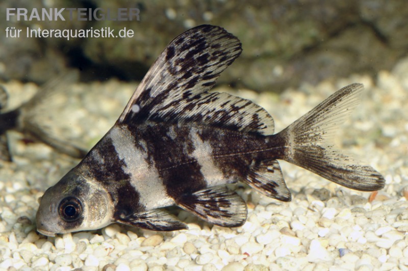 Wimpelkarpfen, Myxocyprinus asiaticus (Kaltwasser & Warmwasser)