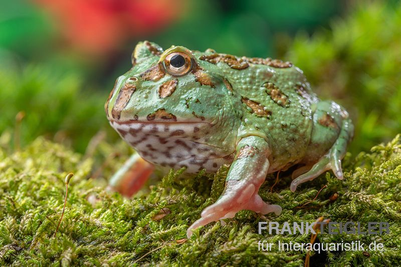 Peppermint-Pacman-Frog, Ceratophrys cranwelli peppermint