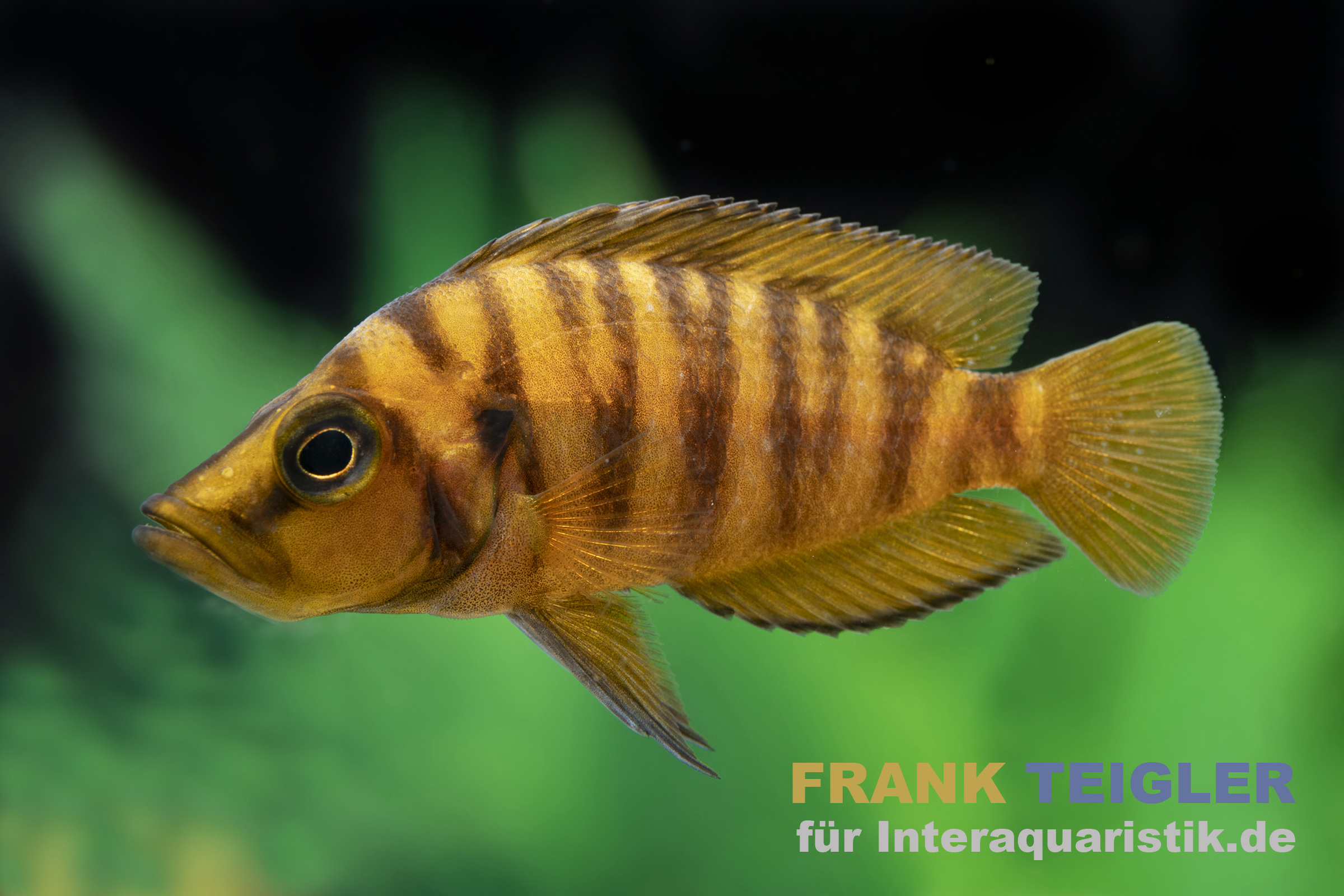 Gelber Perlhuhnbarsch, Altolamprologus calvus yellow
