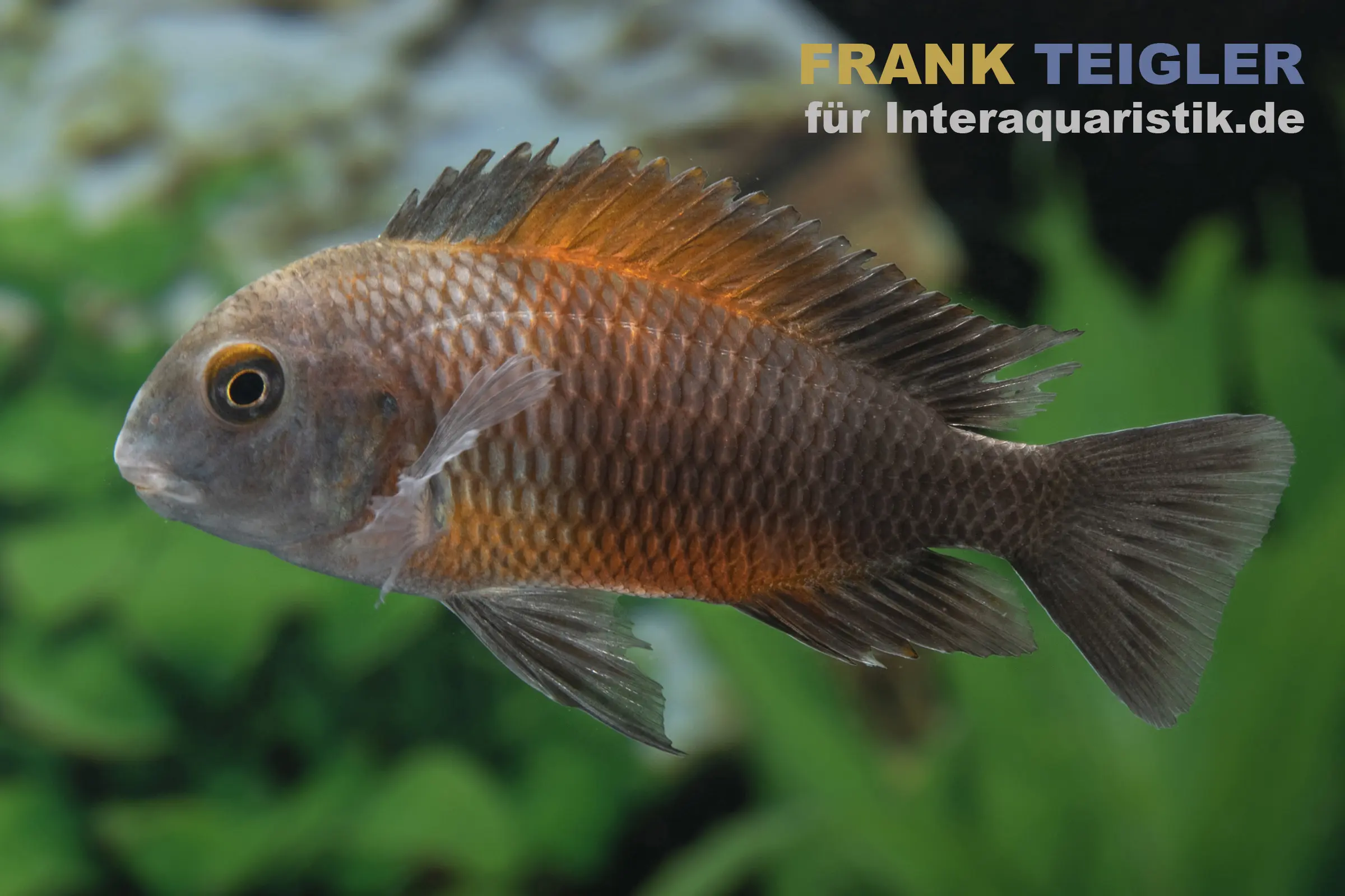 Orange-Breitband-Moorii, Tropheus moorii "Bemba", DNZ