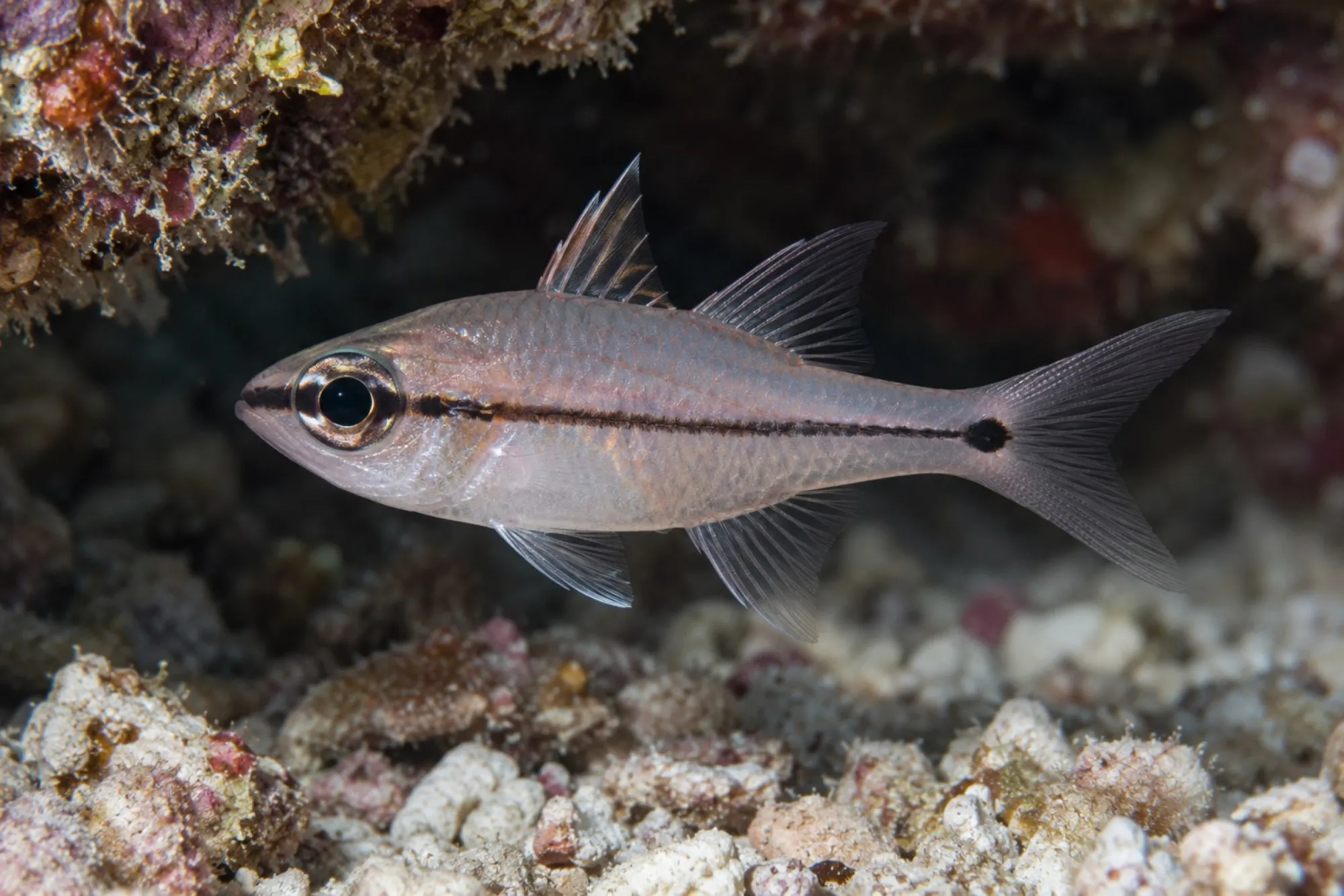 Zügel Kardinalbarsch, Pristiapogon fraenatus