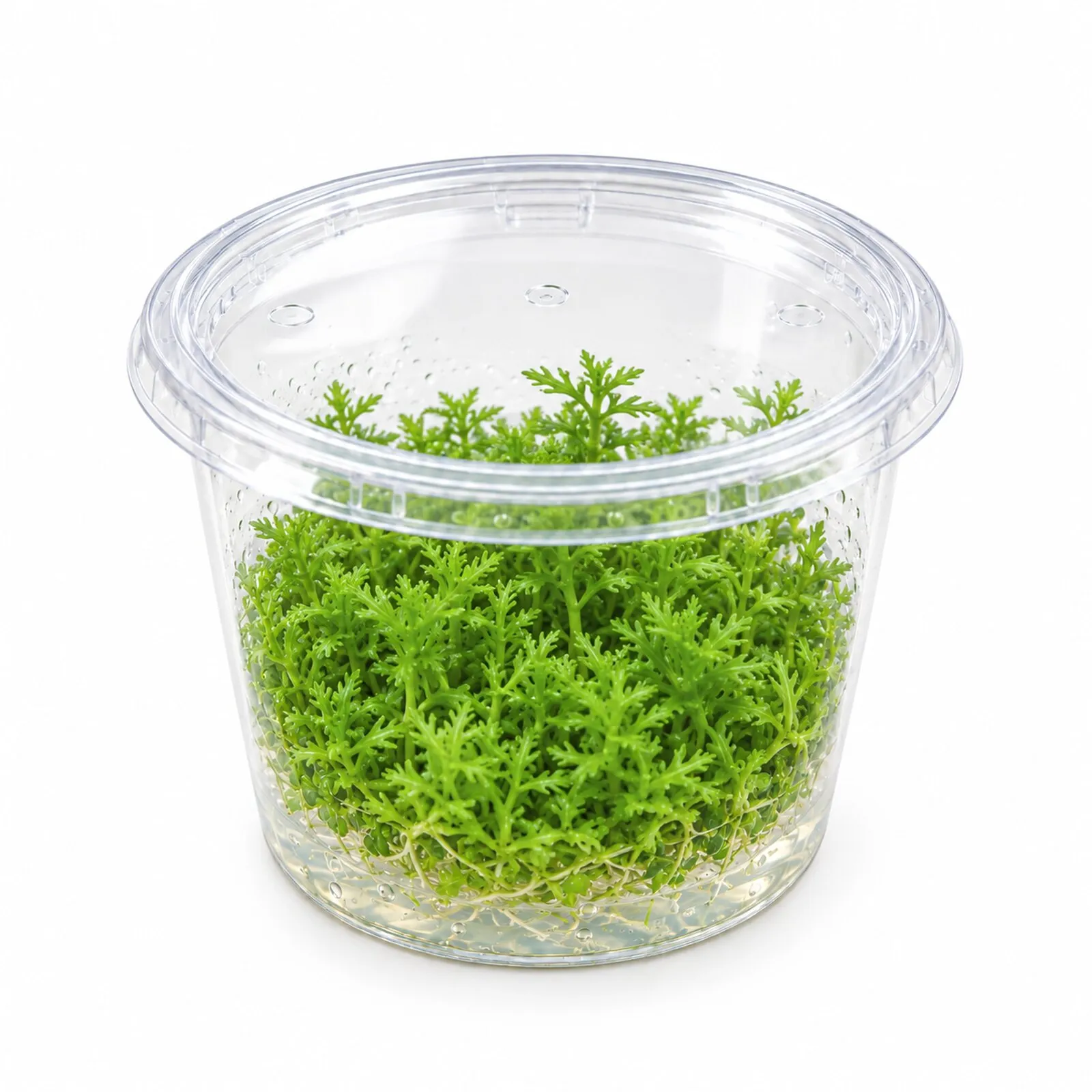 Amerikanische Wasserhecke, Didiplis diandra, In Vitro