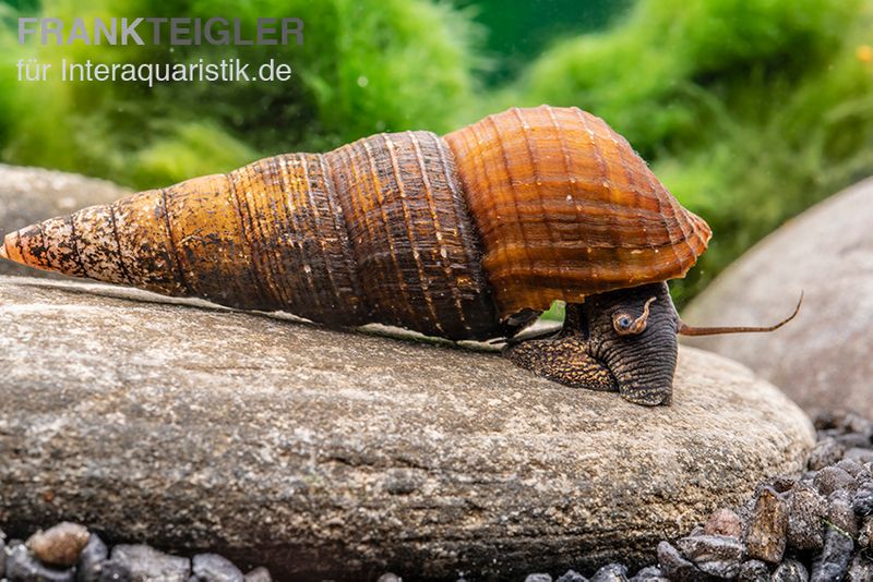 Nero-Turmdeckelschnecke, Tylomelania spec.