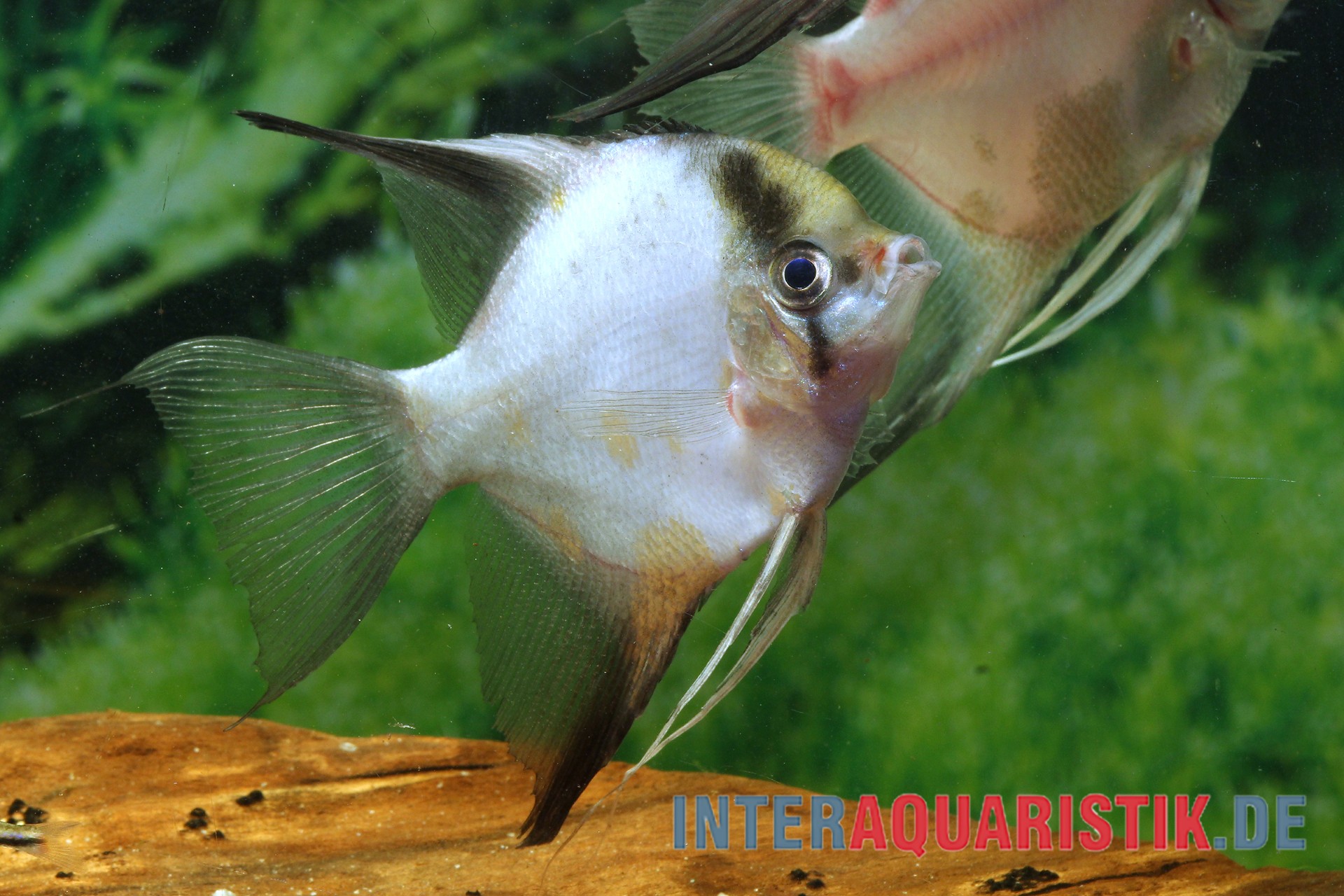 Weißer Skalar im Aquarium Nahaufnahme: Weißer Skalar vor grünen Pflanzen