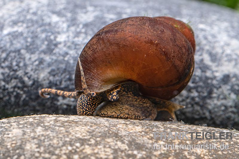 Orange Sumpfdeckelschnecke, Viviparus spec.