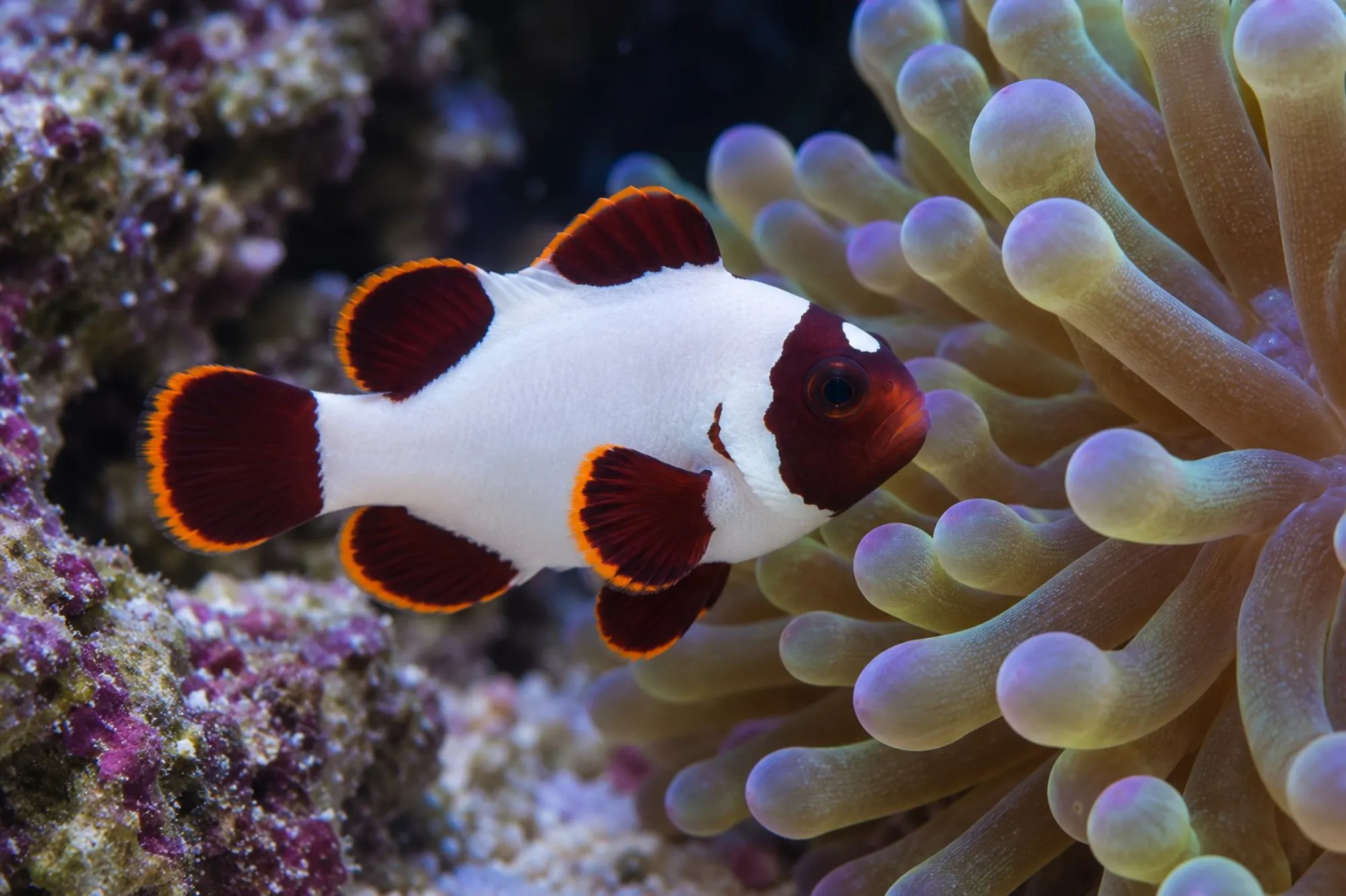 Samtanemonenfisch „Gold Nugget“ Nachzucht, Premnas biaculeatus