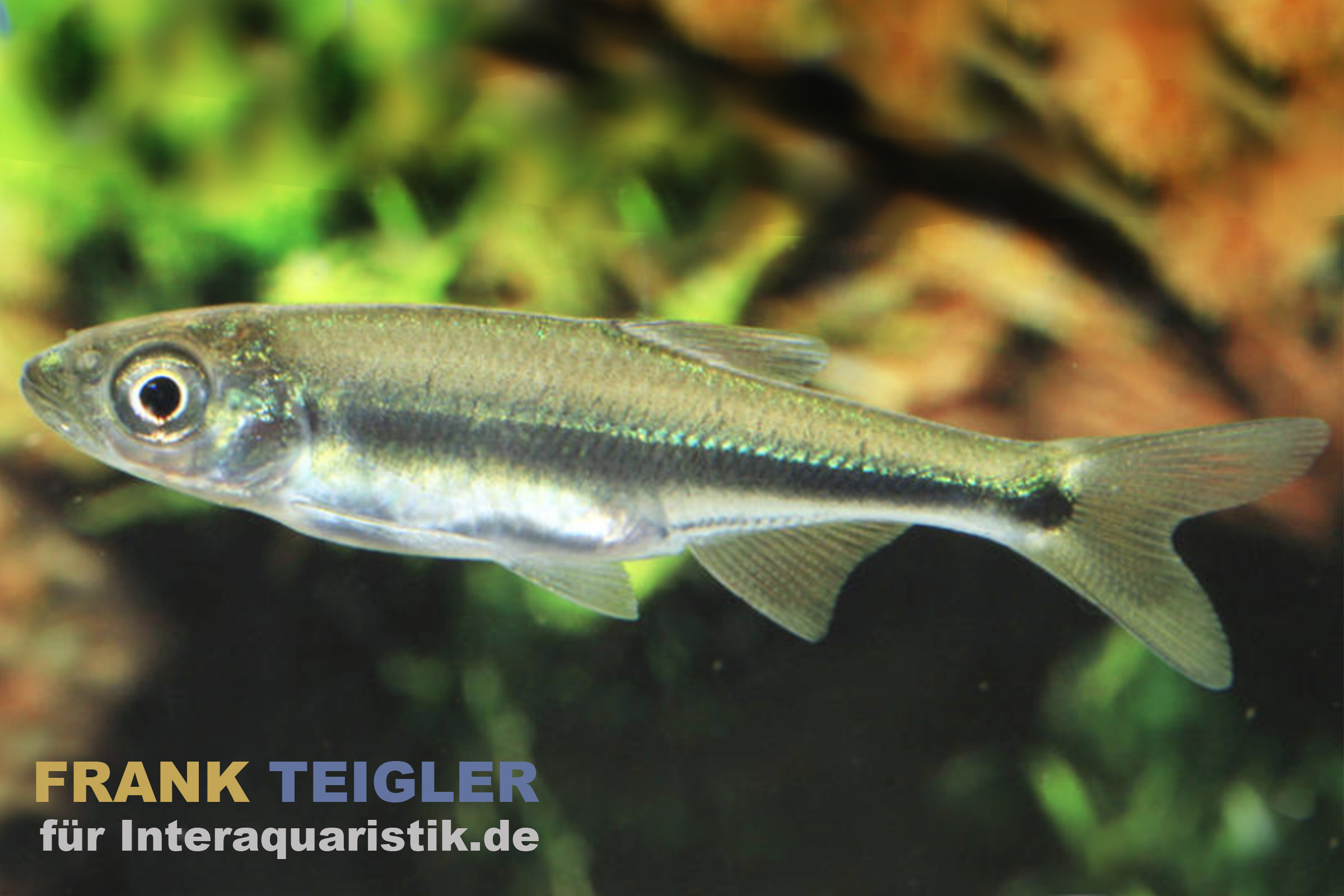 Pferdemaulzacco, Candidia barbata, 5-7 cm (Kaltwasser & Warmwasser)