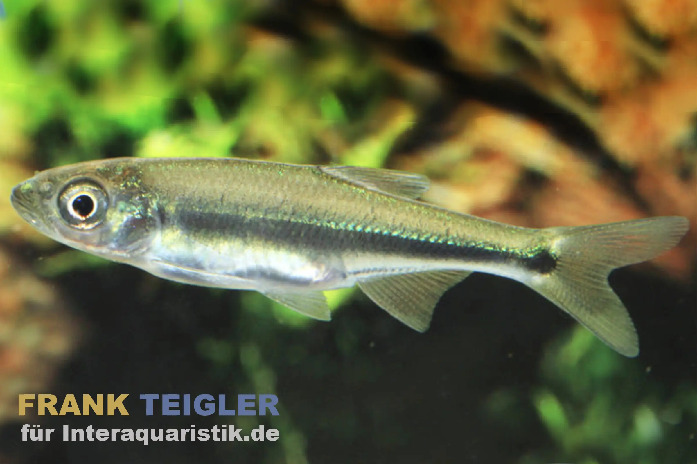 Pferdemaulzacco, Candidia barbata, 5-7 cm (Kaltwasser & Warmwasser)