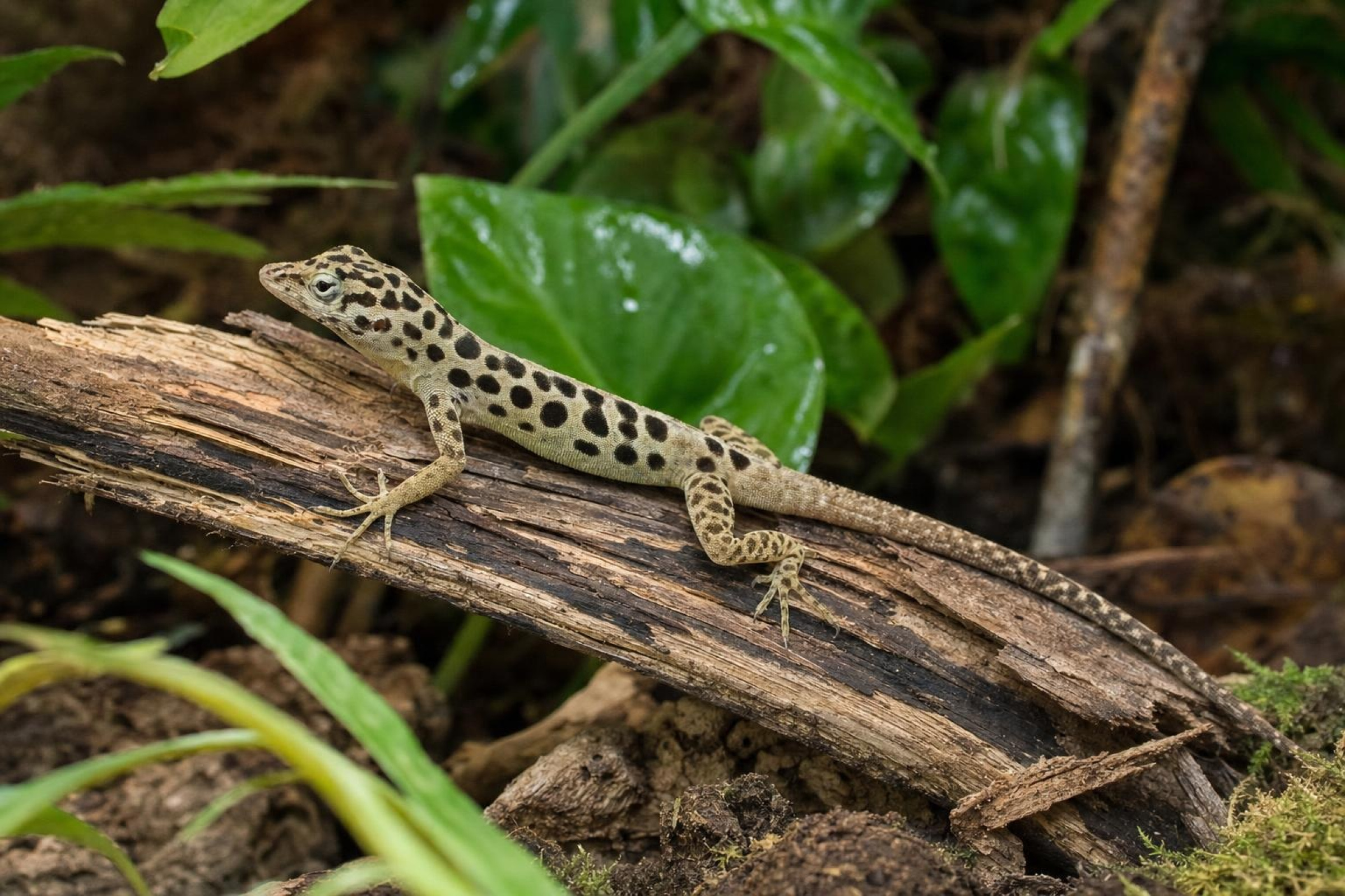 Pantheranolis, Anolis sabanus