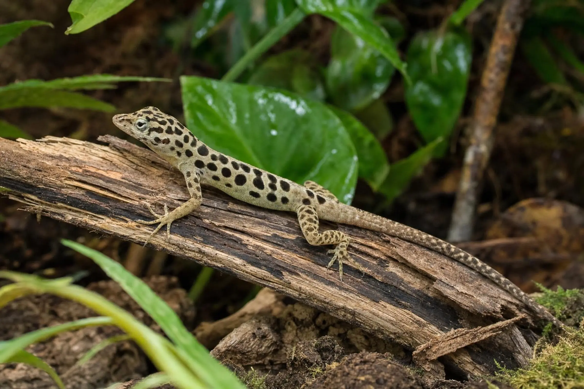 Pantheranolis, Anolis sabanus