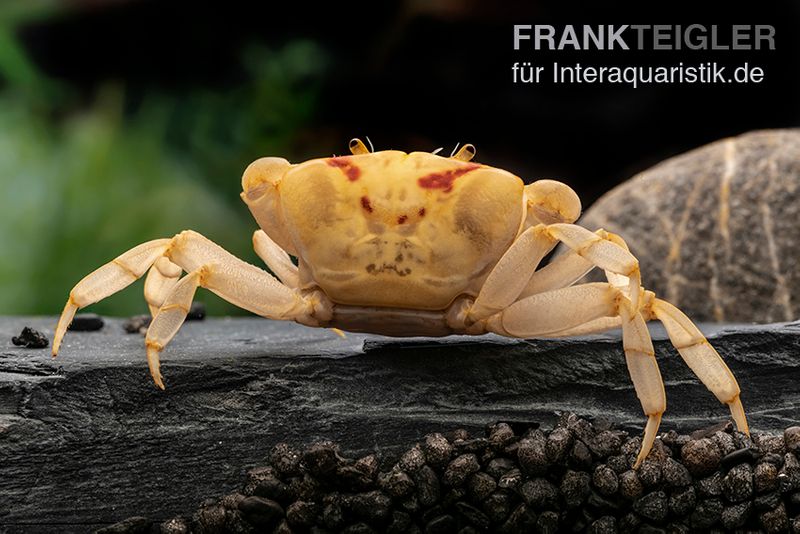 Fire-Crab, Holthuisana cf. lipkei, Paar (1 Männchen + 1 Weibchen)