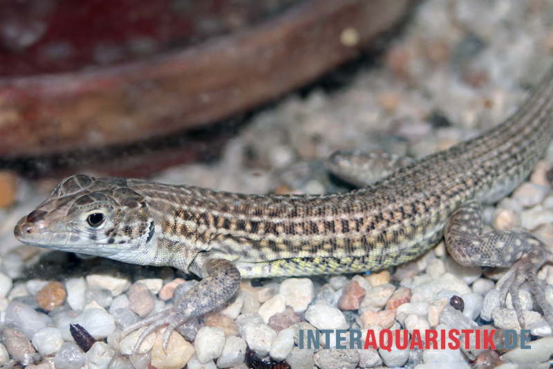 Ägyptischer Pantherfransenfinger, Acanthodactylus pardalis