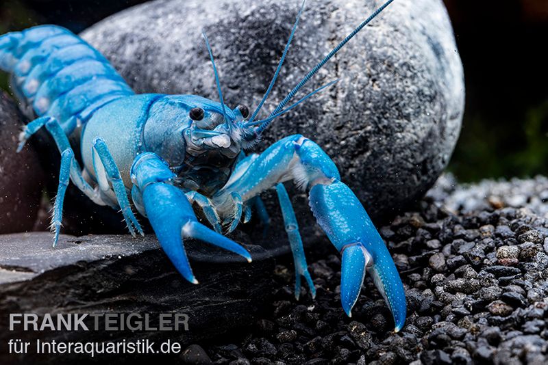 Blauer Yabby, Cherax destructor "Blue Pearl", Paar (1 Männchen + 1 Weibchen)