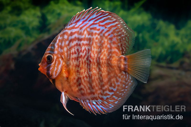 Diskusfisch ASIA-NZ, Symphysodon discus Snake skin