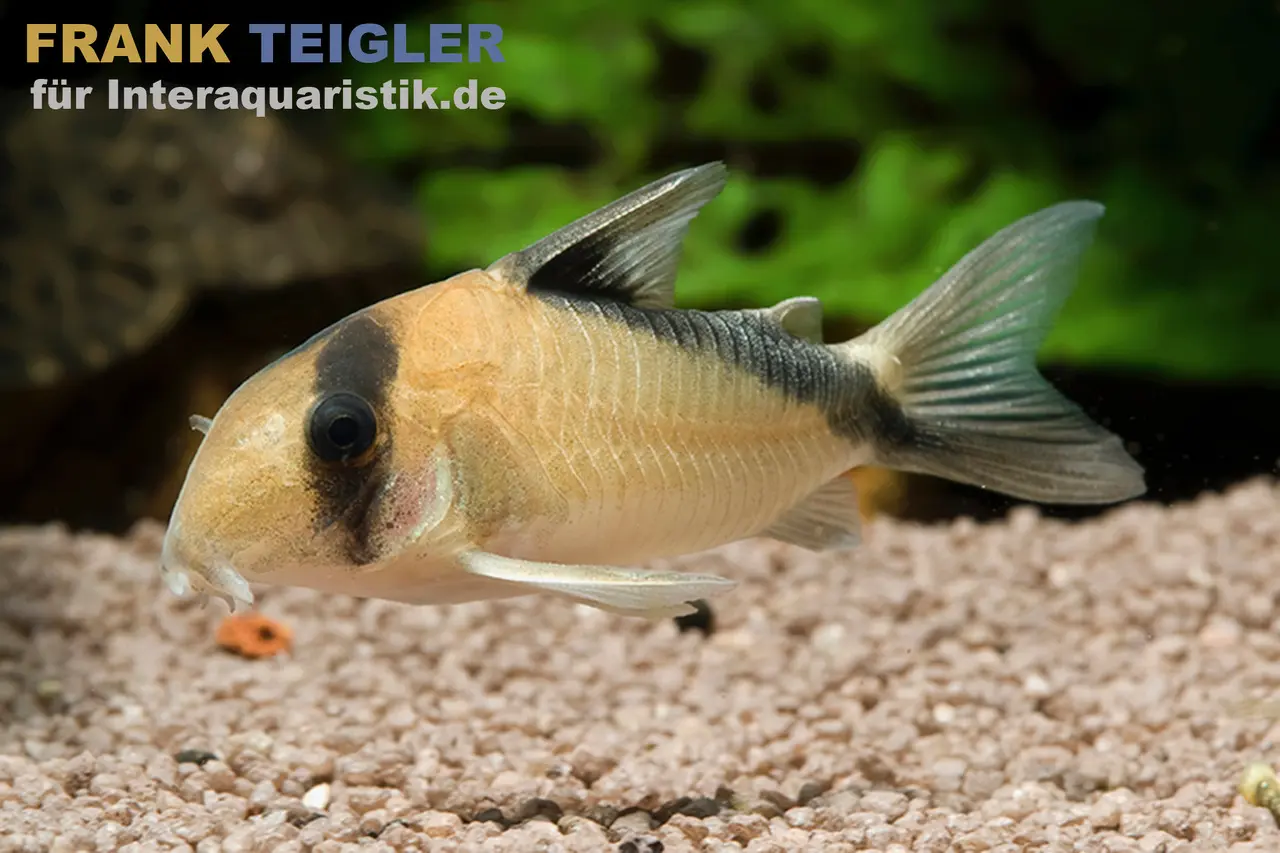 Sands Panzerwels, Corydoras davidsansi, 4,5-5 cm