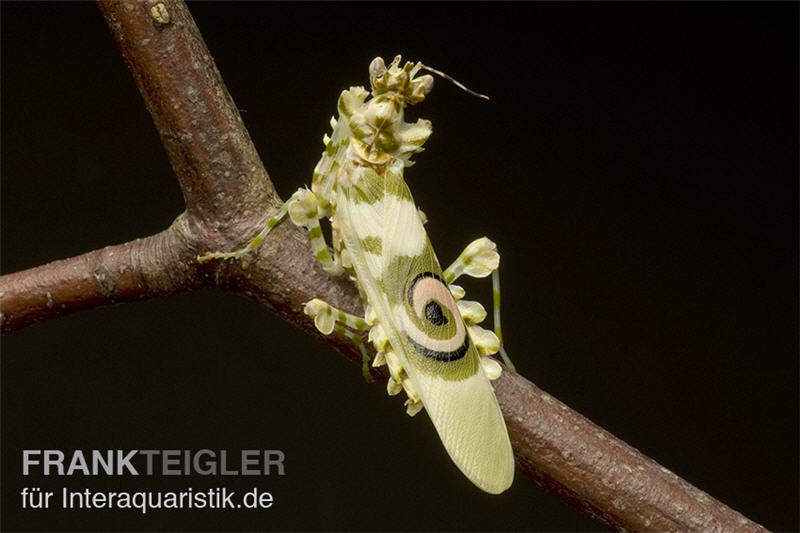 Afrikanische Blütenmantis, Pseudocreobotra wahlbergi