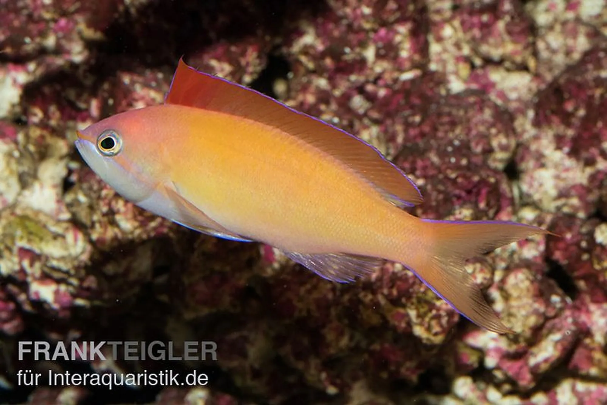 Sichel-Fahnenbarsch, Pseudanthias dispar