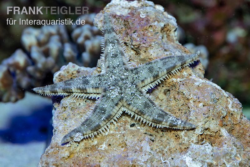 Grabender Seestern Archaster typicus für lebendige Sandflächen
