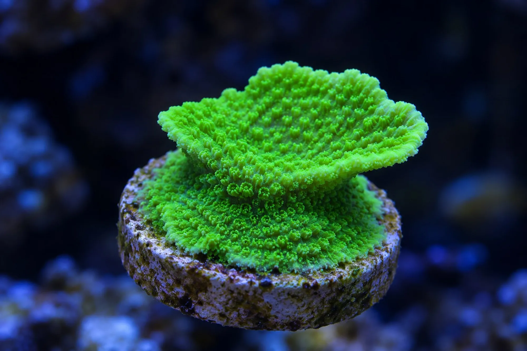Montipora-Steinkoralle „Neongrün“ (Nachzucht), Montipora danae, Größe S–M