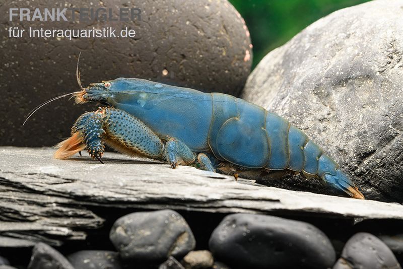 Blaue Monsterfächergarnele, Atya gabonensis, Größe S (3-4 cm)