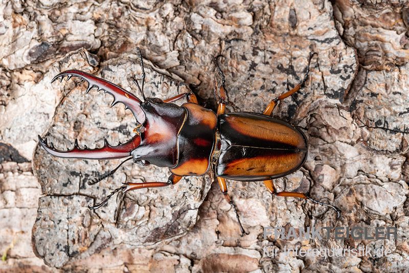 Savagei-Geweihkäfer, Prosopocoilus savagei, paarweise