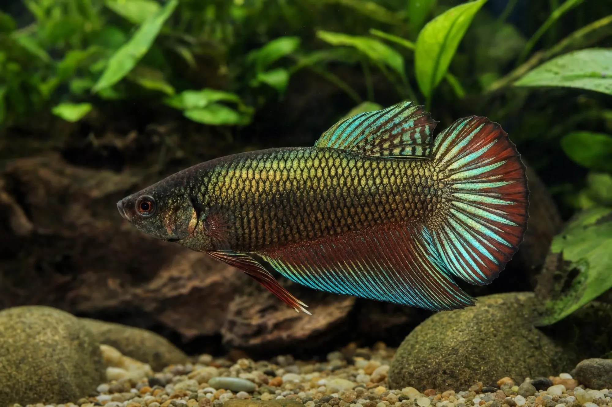 Alien-Hybrid-Kampffisch Kupfer-Gold, Weibchen, Betta sp.