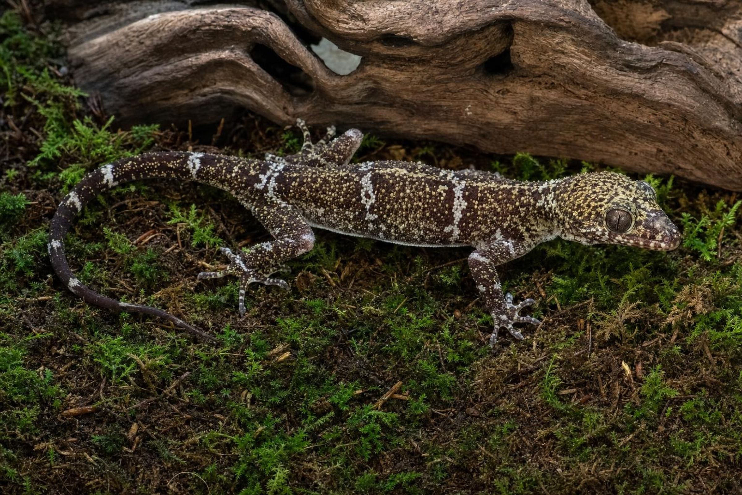 Weißaugen-Bogenfingergecko, Cyrtodactylus elok