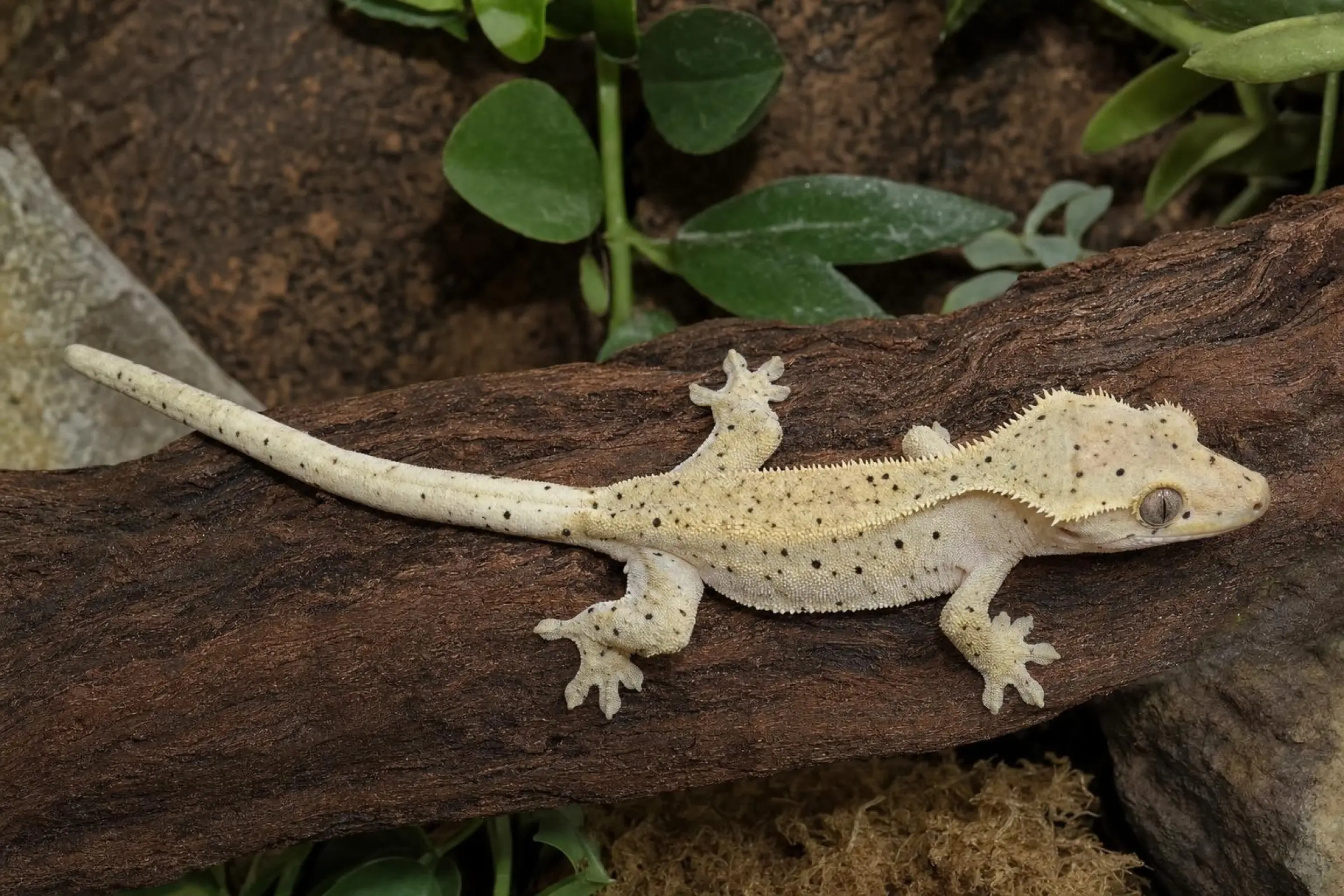 Super-Dalmatian-Kronengecko, Correlophus ciliatus