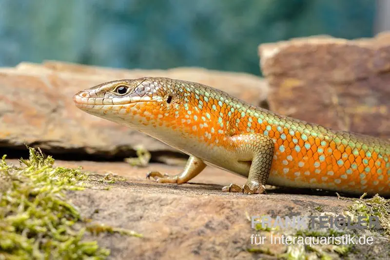Roter Togo-Skink, Mabuya perrotetii