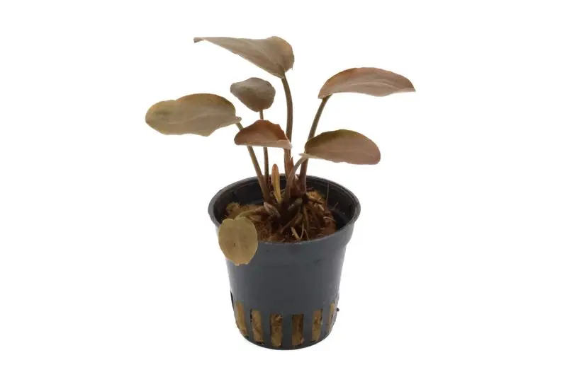 Rote Meebolds Lagenandra, Lagenandra meeboldii "Rot", im Topf