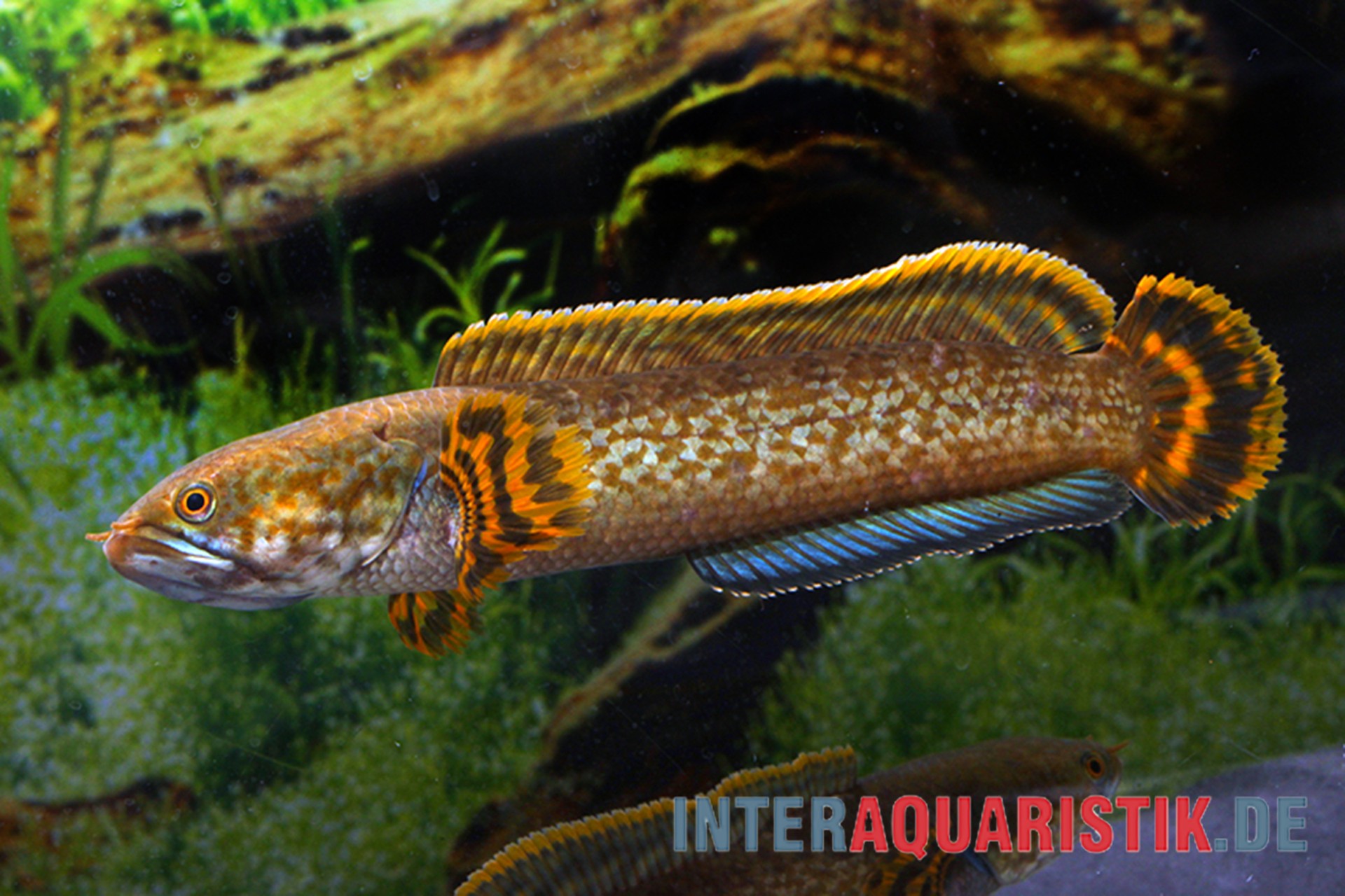 Brauner Schlangenkopffisch, Channa brunnea